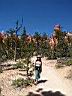 Bryce Canyon 11
